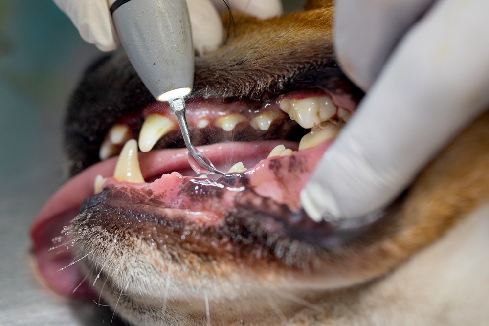 Veterinarian removing dental plaque from a dog's teeth during a professional canine teeth cleaning