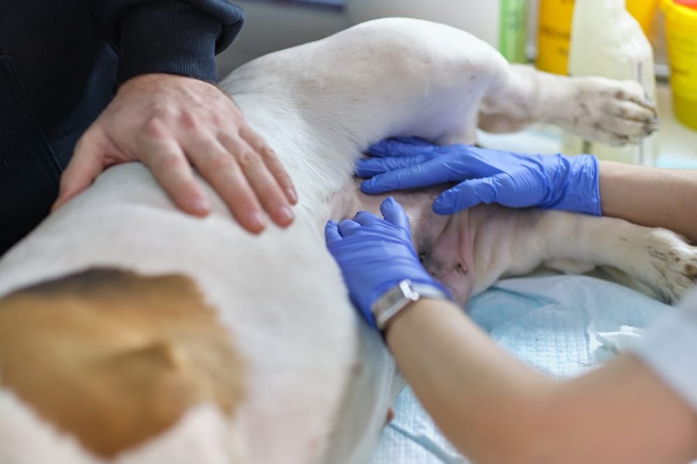 Veterinarian examining a dog's sutured wound after surgery during a post-operative follow-up visit
