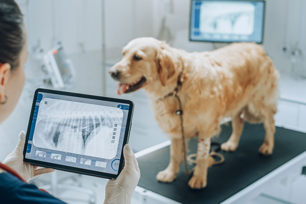 Veterinarian reviewing a pet's X-ray to evaluate health concerns and assist with diagnosis and treatment planning.
