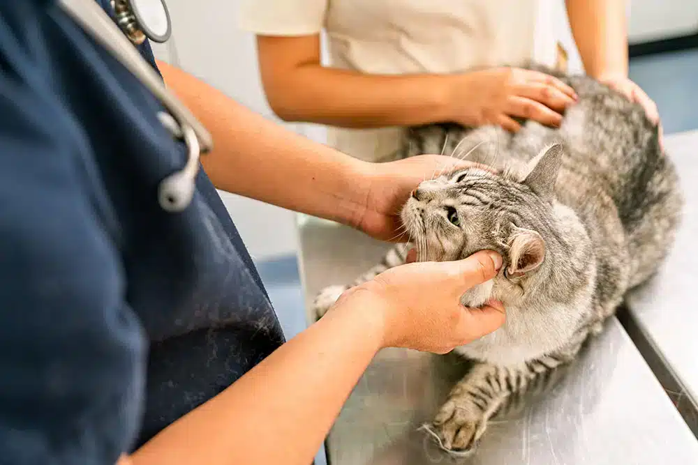 Veterinarian gently examining a cat during a checkup