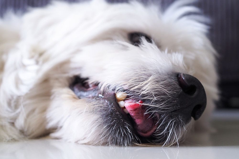 White dog with mouth open during a veterinary examination, showing oral health, breathing, or dental evaluation symptoms.