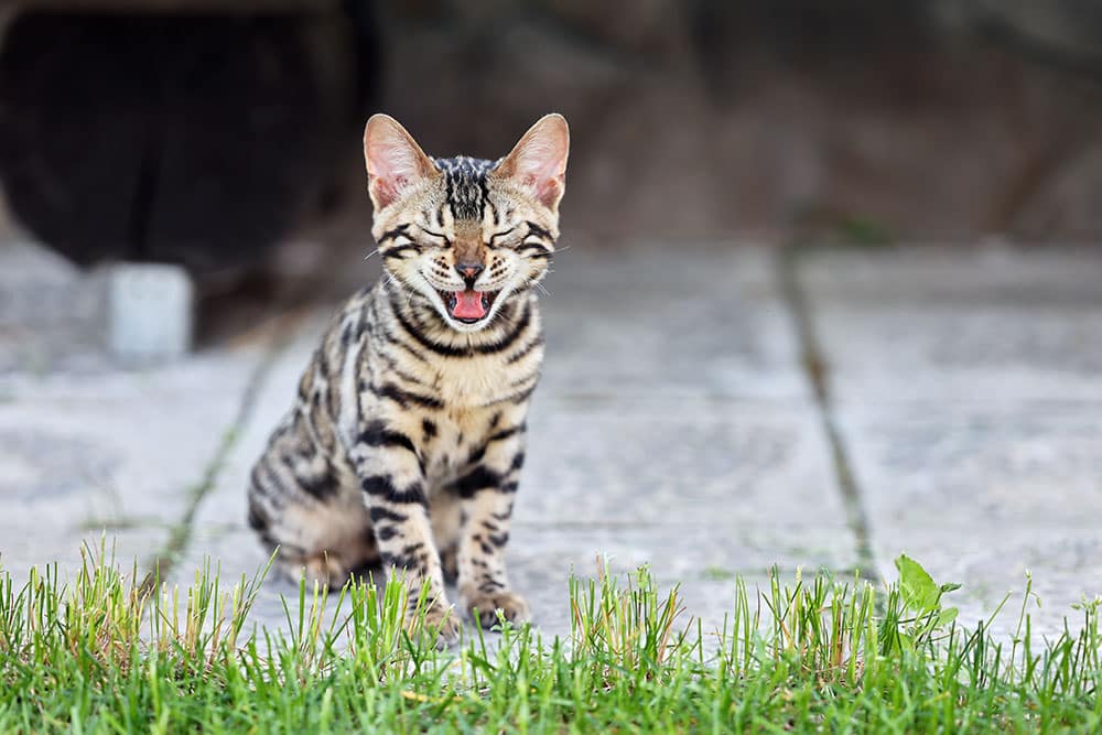 An eye-level shot of a young spotted Bengal kitten sitting upright on stone patio tiles behind a strip of green grass, squinting its eyes shut with its mouth wide open as it yawns.