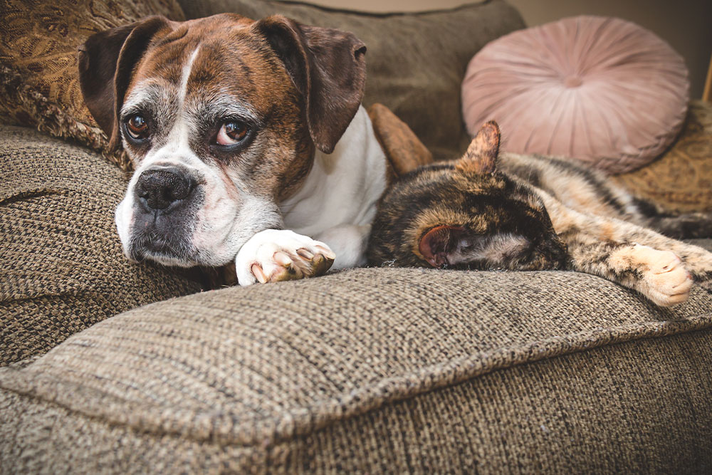 Boxer dog and cat lounging together on a couch — companion pets at home