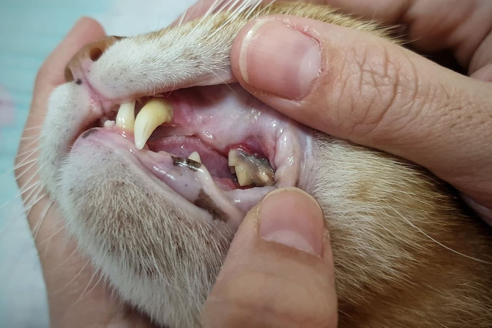 Cat with visible dental disease showing tooth decay and gum inflammation requiring veterinary dental treatment