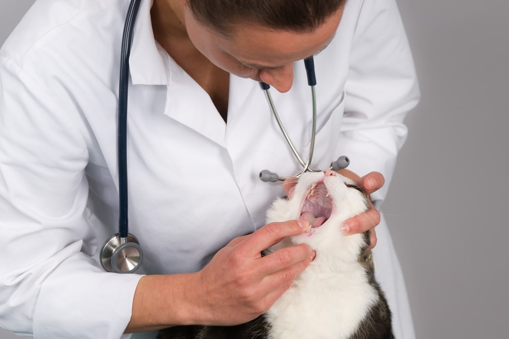 Veterinarian using gloved hands to gently open a cat’s mouth and inspect its teeth and gums during a dental checkup in a clinic.