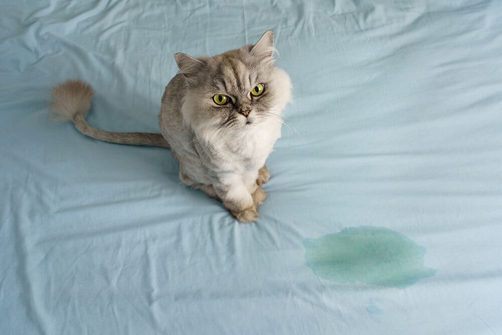 Cat urine accident on a bed, signs of litter box issues in cats requiring veterinary attention