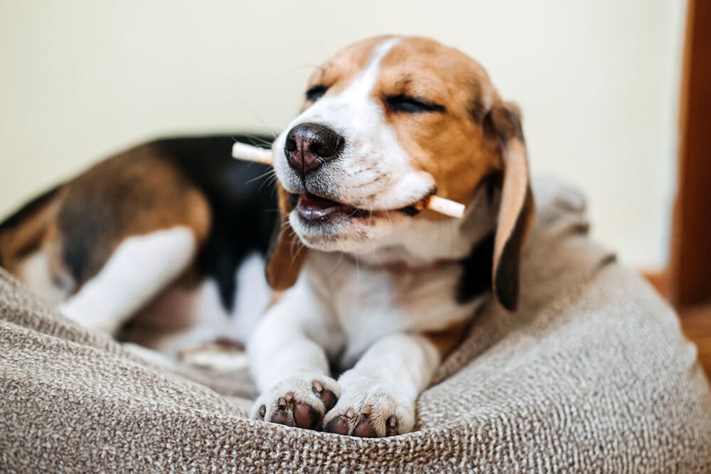 Dog happily chewing a treat, dental-friendly chews for canine oral health