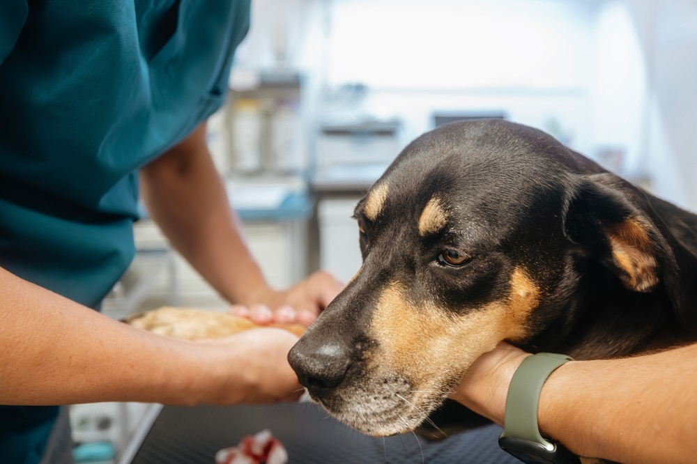 Veterinarian examining a sick dog during a diagnostic evaluation to identify illness symptoms and determine appropriate treatment.