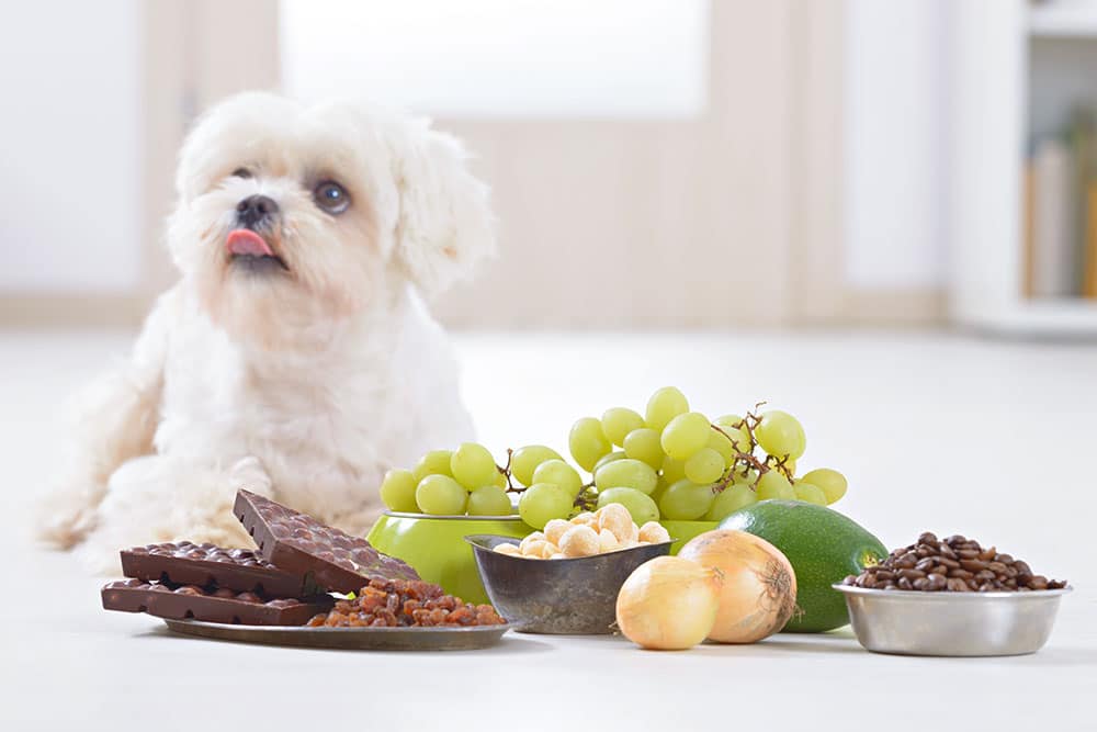 Dog near poisonous foods — pet safety alert for toxic food hazards in St. Petersburg, FL