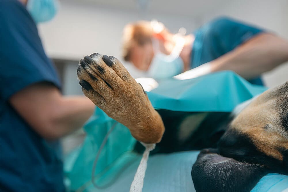 Veterinary surgeon performing leg surgery on a dog in a clinical operating setting