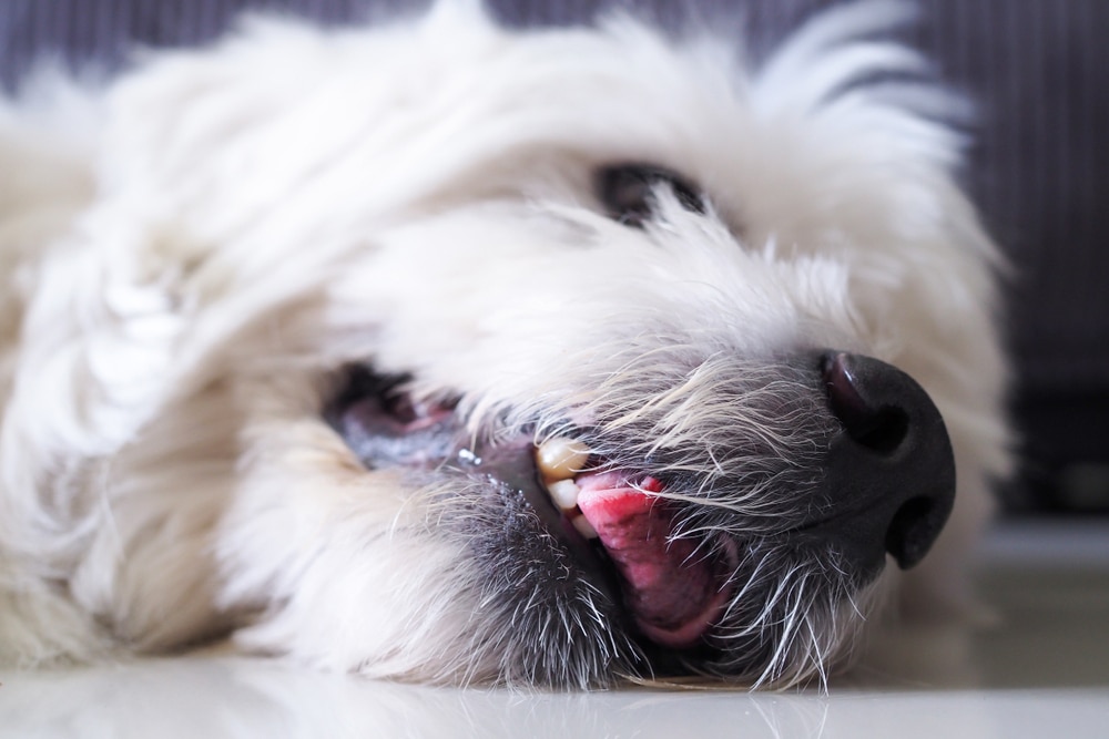 Dog lying on the floor during pet health care and wellness monitoring