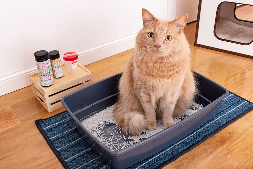 Veterinarian performing a health check on a ginger cat at St. Petersburg Animal Hospital