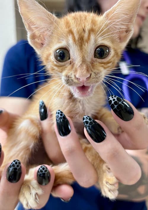 Compassionate veterinary care for pets at St. Petersburg Animal Hospital & Urgent Care
