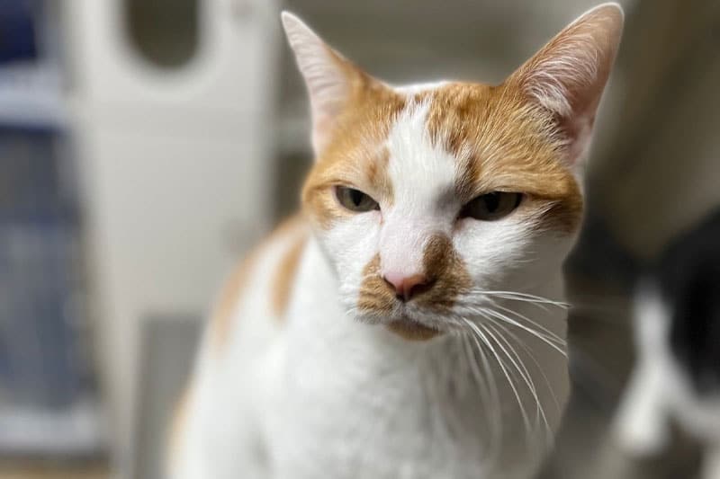 St. Petersburg Animal Hospital & Urgent Care providing compassionate general veterinary care to pets