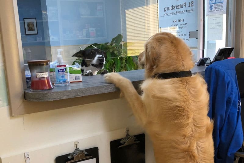 Veterinary team at St. Petersburg Animal Hospital delivering expert pet care in St. Petersburg, FL