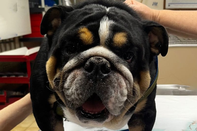 Pets receiving quality general veterinary care at St. Petersburg Animal Hospital & Urgent Care