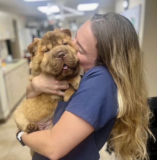 Veterinary services and pet care offerings at St. Petersburg Animal Hospital & Urgent Care
