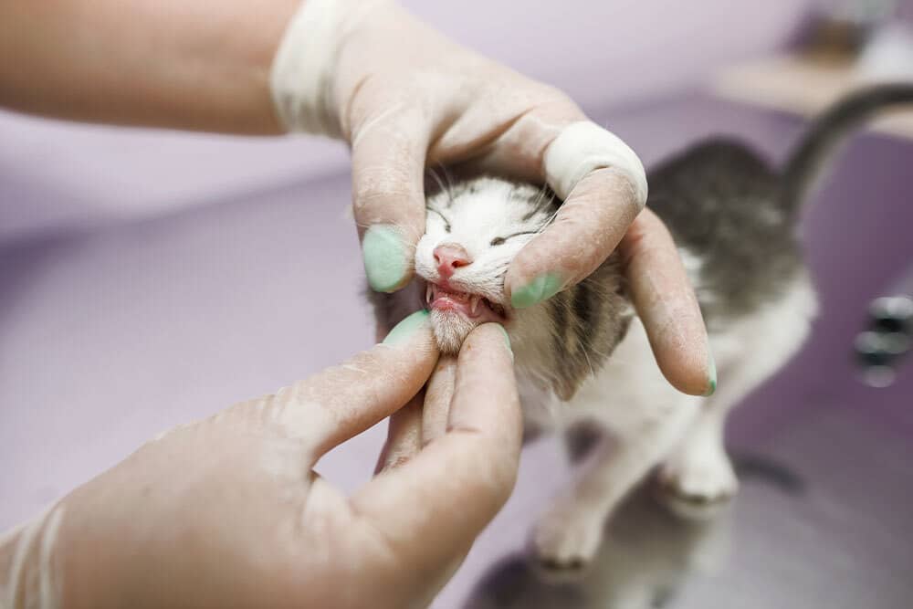 Veterinarian performing a teeth check on a kitten during routine feline dental exam in St. Petersburg, FL