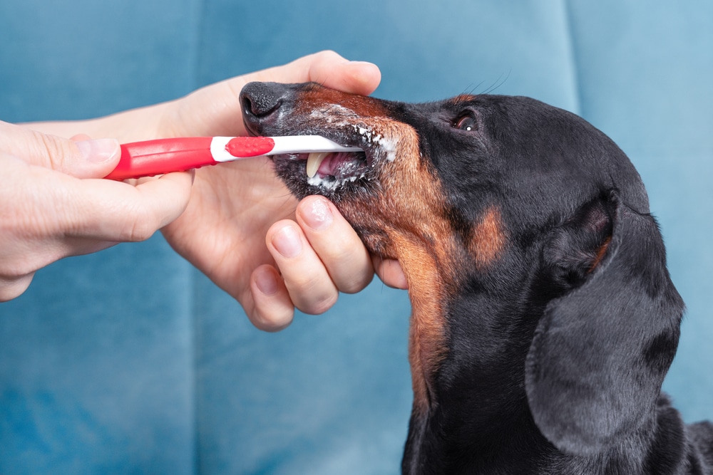 Routine pet oral hygiene care focused on preventing plaque buildup, reducing dental disease risk, and supporting long-term teeth and gum health.