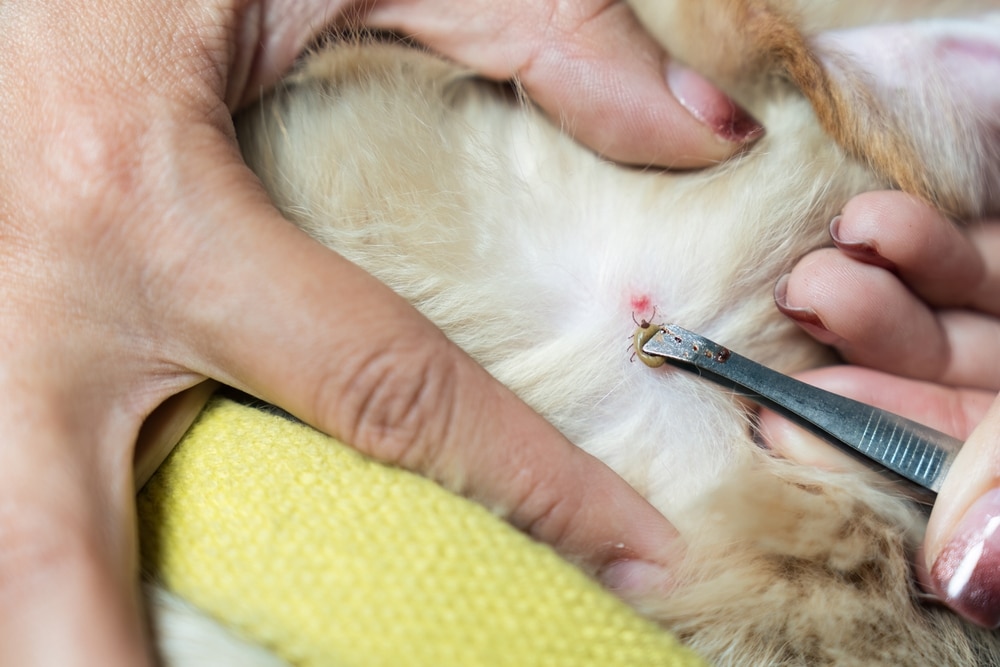 Person carefully removing a tick from a dog's skin with tweezers to help prevent tick-borne diseases and protect the dog's health.
