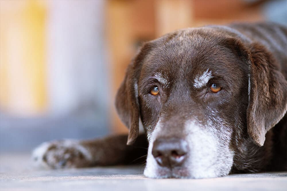 Senior dog resting peacefully, common aging pet health concerns addressed at St. Petersburg Animal Hospital