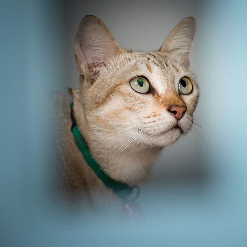Pet being triaged by urgent care veterinary staff at St. Petersburg Animal Hospital in Florida