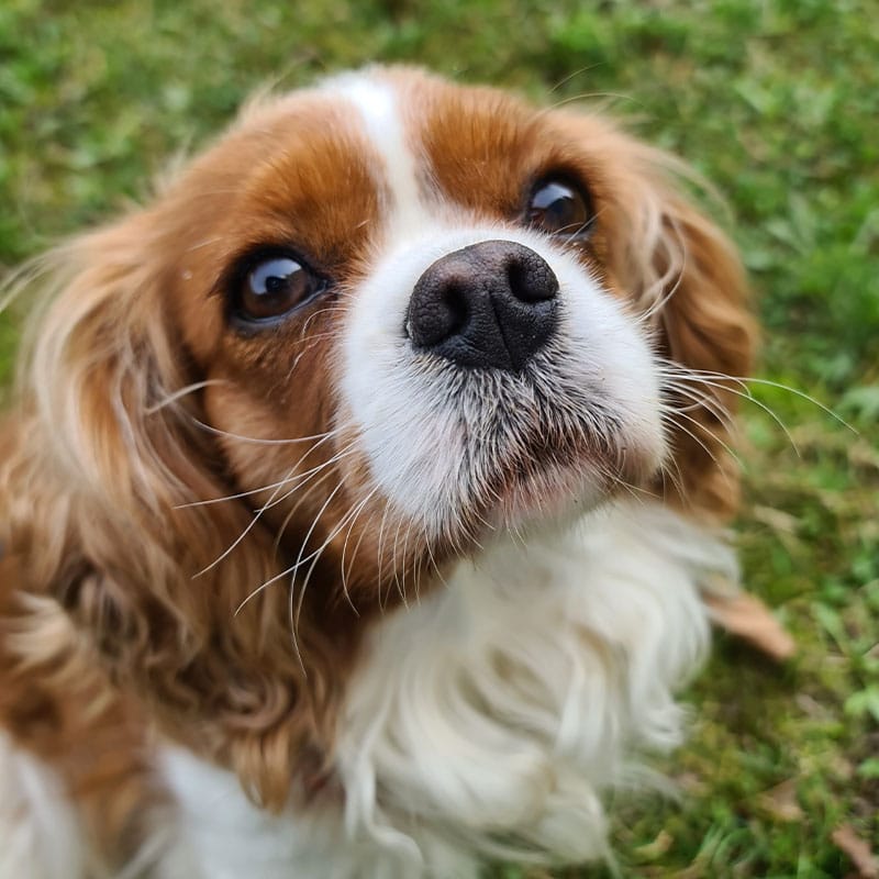 Pet owner and dog receiving urgent care veterinary services at St. Petersburg Animal Hospital