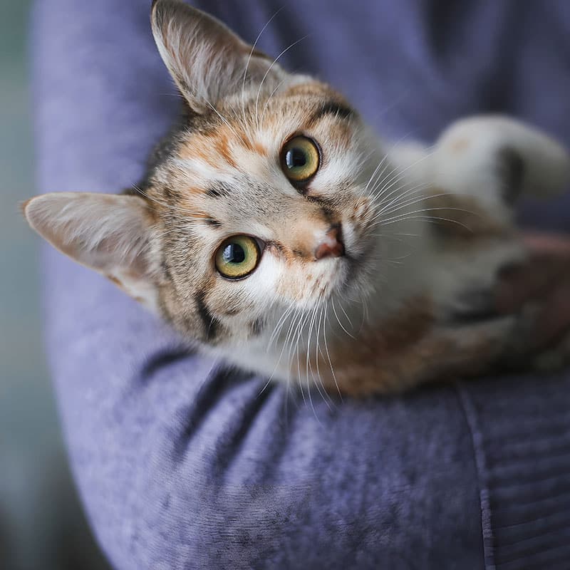 Pet receiving prompt urgent care treatment at St. Petersburg Animal Hospital & Urgent Care