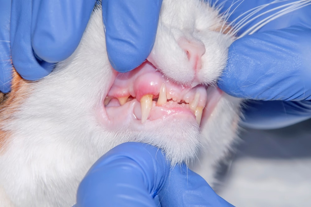 Veterinarian gently holding a cat and examining its teeth during a routine checkup at a veterinary clinic.