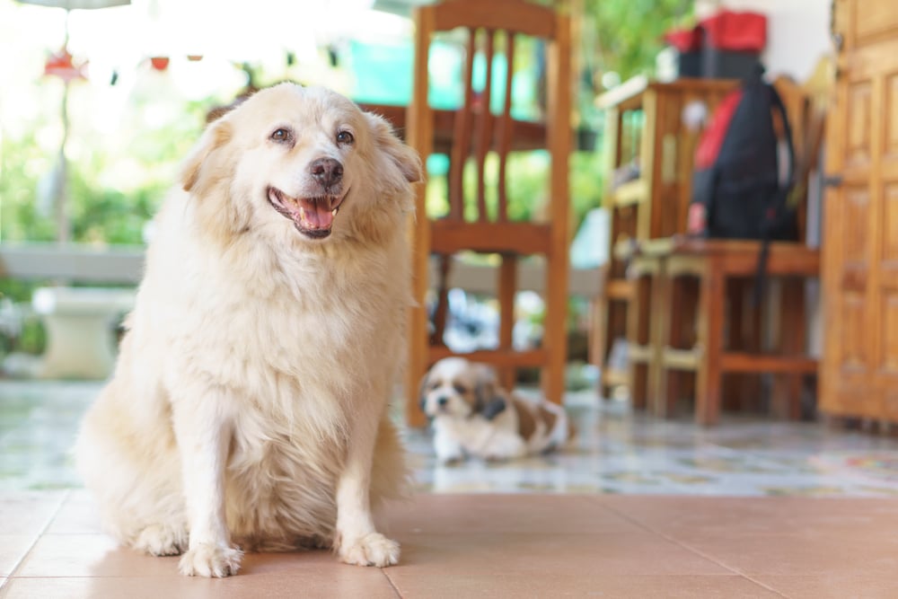 Overweight dog displaying signs of obesity — veterinary weight management and pet nutrition