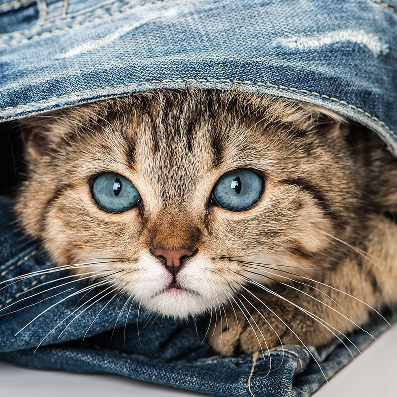 Veterinarian performing a thorough physical exam during a pet wellness visit