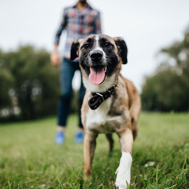 Dog or cat receiving comprehensive wellness care at St. Petersburg Animal Hospital