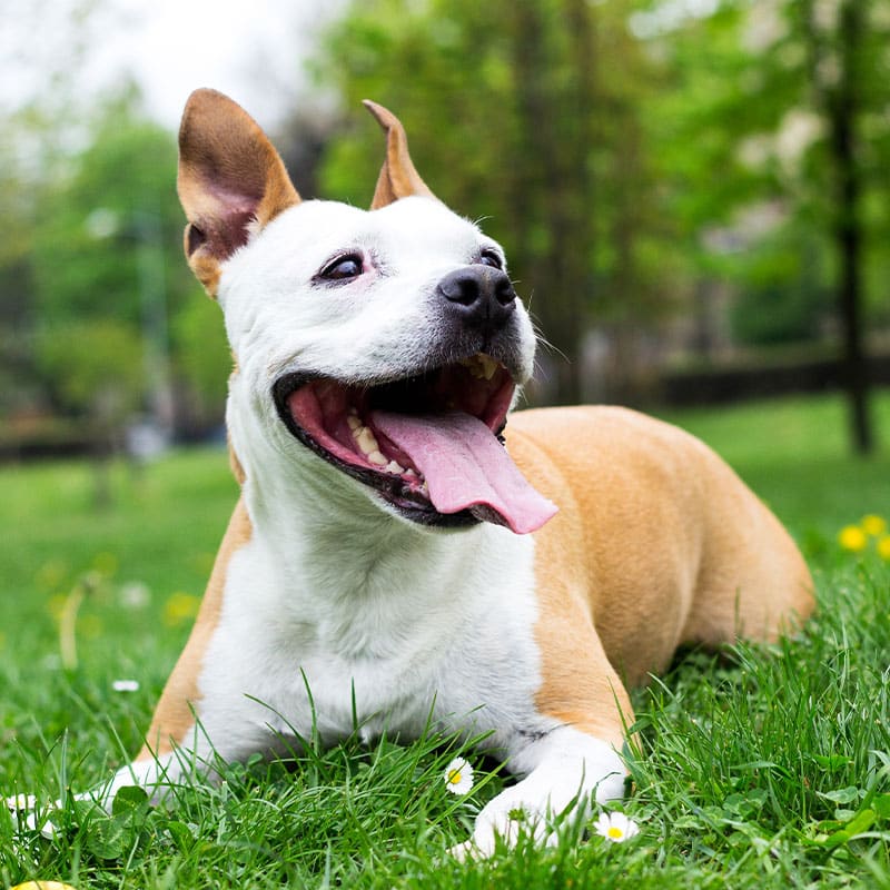 Veterinarian reviewing pet health during a preventive wellness care appointment