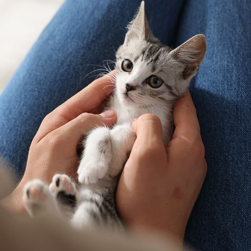 Veterinarian examining a healthy pet during annual wellness visit in St. Petersburg, FL
