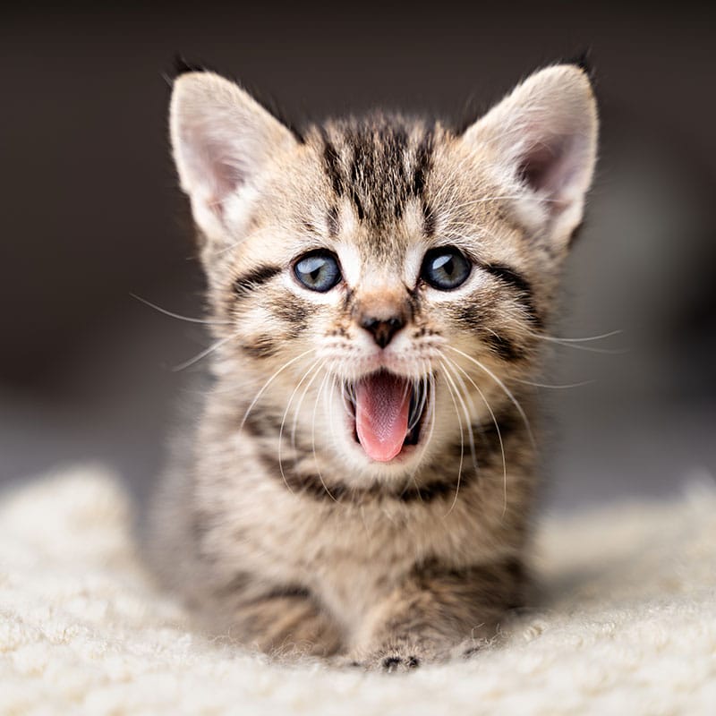 Happy pet receiving wellness care at St. Petersburg Animal Hospital in St. Pete, FL